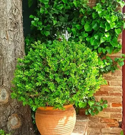 شقة Mozart House *