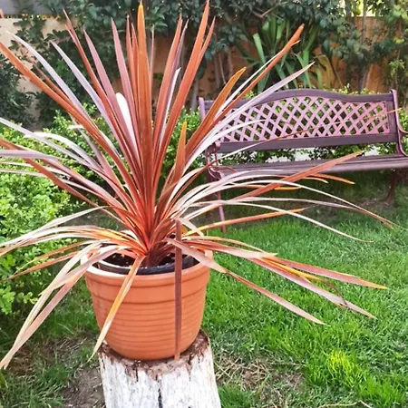 Mozart House أمارنثوس